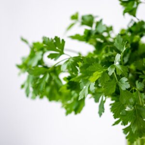 Cilantro