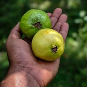 Guayaba