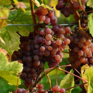 Uva Roja