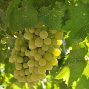 Uva Verde